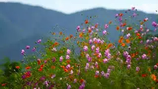 Gentle Meadow Flowers Swaying in Wind &mdash; Serene Autumn Floral Scenery