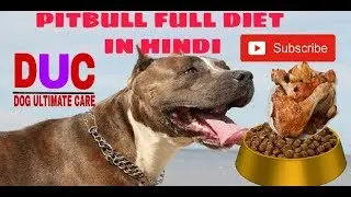 Pitbull Dog (food Plan In Hindi) !! - Dog ultimate care ! !