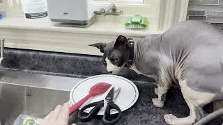 Making Cat Food with Know Better For Cats