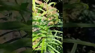 9. Pteris vittata 🌿🌿 Ladder brake 🌿🌿 #shorts #NatVision