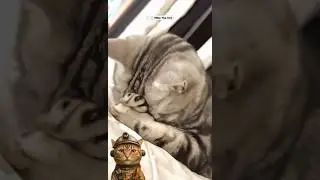 Cat lovers, watch this😺🥺 #cat #catlover #catsadstory #catlovers