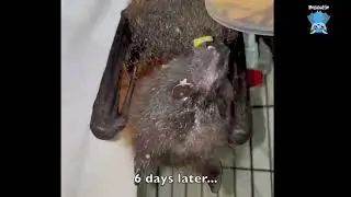 Young flying-fox in care:  this is Mathilda update (days 12 to 18)