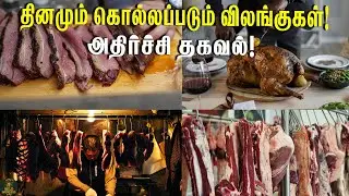 தினமும் கொல்லப்படும் விலங்குகள்|wild wonders Tamil #animalfacts