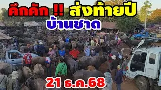 บ้านชาดตลาดแตก วัวล้น คนทะลัก ส่งท้ายปี 68