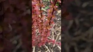 BERBERIS THUNBERGII &ldquo;ORANGE ROCKET&rdquo;. 13.04.23 #berberis #барбарис