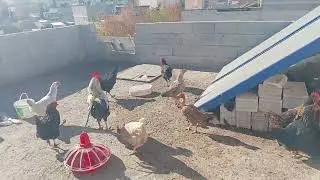 20 Aralık 2025