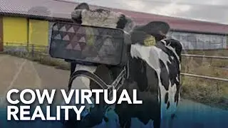 Farmers in Russia test out cow virtual reality for better milk