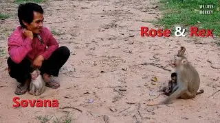 Surprise Mommy Rose Bring Baby Monkey Rex to Visit Poor Abandoned Baby Monkey Sovana And Papa Lin