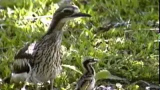 Bush Thick-knee (Burhinus grallarius)