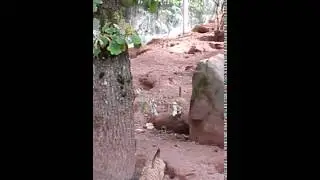 Aachen Zoo