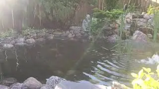 Toronto Pond - bubblingrock 416.558.8241