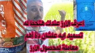 أول خطوة لنجاح محصول الأرز لموسم ٢٠٢٤ هو التسميد الارضى ،يبقى لازم تعرف ماهى أنواع التسميد والكمية