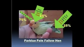 Pale Fallow Chick:  Exact ID Revealed #parblue #aviary #pf  #opalinelovebirds #lovebirds