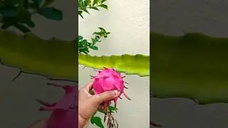 First pink dragon fruit harvest #thepracticalgardener #ediblegarden #dragonfruit