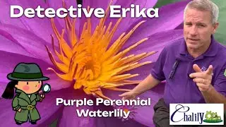 Gorgeous Purple Perennial Water Lily: Detective Erika
