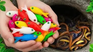 Unexpected Pond Catch | Aquarium Fish, Frogs, Iguanas and Baby Turtles