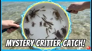 Catching crabs and fish by the stream in my hometown, as well as catching small fish in the river.