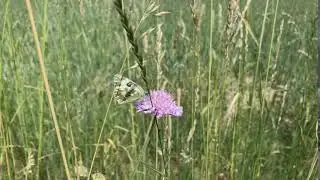 Resedawitje (Pontia daplidice) op Beemdkroon (Knautia arvensis)