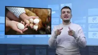 Które jajka są lepsze: białe czy brązowe? (Tłumaczenie na Język Migowy - PJM)