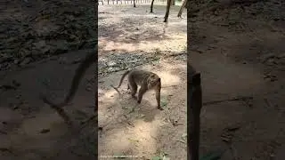 Monkey #animals #ankor #monkey