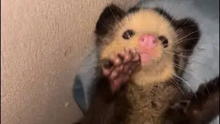 Jojo si musang pandan mozaik 