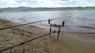 2.7K - Nash Siren R3 Alarm - Carp Fishing - drop back bite then screaming run