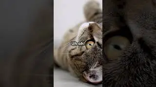 Why Do Cats Flip Over and Show Their Belly - Amazing Cat Behaviors You&rsquo;ve Never Noticed! - Fun Point