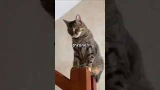 &ldquo;A mesmerizing cat moment in just seconds! 😲🐱&rdquo;#pokemon #kidsvideo #cat #comedy #kids  #catshorts