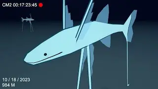 Tripod Fish Does Silly Walk