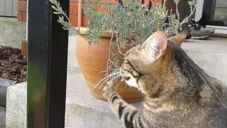 A cat loves picking off leaves from a particular plant