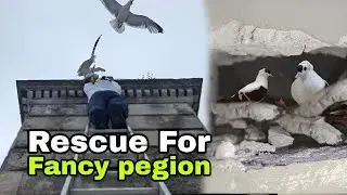 Fancy Pigeon Rescue From Deadly Place || फैंसी कबूतर का घोंसला इतनी ऊपर || Pet Vlog