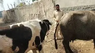 Bull and beffelo mitting #animals #virals #bull #love #baffalo #mitting #animalfarming #village 