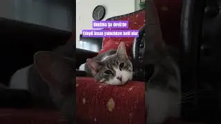 Merhaba #viral #video #short #shortvideo #shortsfeed #viralvideo #viralshorts #ytshorts #fyp #yt