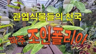관엽식물들의 천국 파주 #조인폴리아