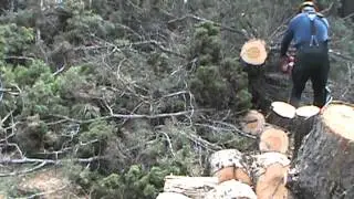 Hazard tree removal