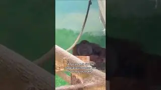 Memes I found #285