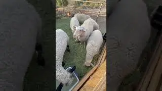 Freda the sheep having a snack - East Friesian dairy sheep