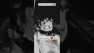 ❤🔥#youtubeshorts #shorts #pawship #happydoggo #rottweiler#rottie #rott #paws#love