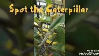 Lifecycle of a Red Pierrot Butterfly