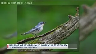 How cutting down trees is actually helping West Virginia's 'unofficial state bird'