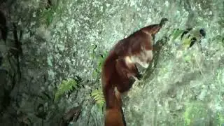 Red and white giant flying squirrel, Labahe Nature Reserve, China