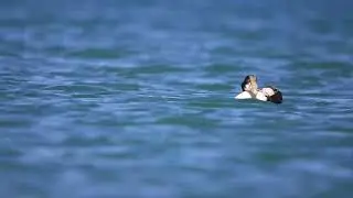 PUFLA /Common Eider / Karaburun/İstanbul/Vahşi Yaşam/#wildlife
