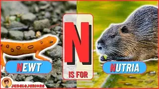 Letter N | Animal Encyclopedia | ABC Animals for Kids, Homeschooling