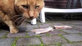 DJ Olliecat - Put your Paws in the Air! - HD