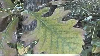 Quercus macrocarpa Bur Oak
