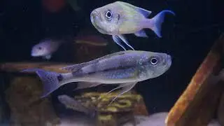 Haplotaxodon microlepis kazinga