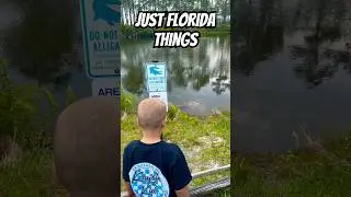 Florida Alligator #florida #alligator #floridaman #cute #kids #hiking #nature