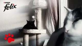 S&uuml;&szlig;, s&uuml;&szlig;er, eingeschlafen: Schlafende Katzen - bitte nicht wecken!