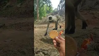 Hungry Monkey Comes Close for Biscuit 😱🐒 | Cute Langur Video