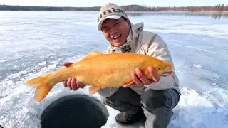 金鳟上岸全程实录！冰钓人的终极梦想，竟在长白山实现！#寻找入冬新皮肤 【天元邓刚】